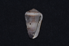 Conus muriculatus
