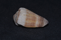 Conus muriculatus