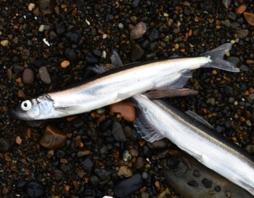 Pacific Capelin
