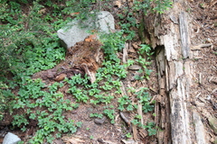 Streptopus streptopoides