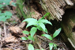 Streptopus streptopoides