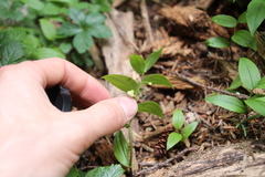 Streptopus streptopoides