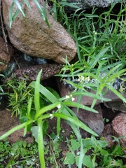 Vincetoxicum sibiricum