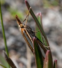 Hednota bivittella