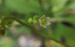 Cyclanthera dissecta