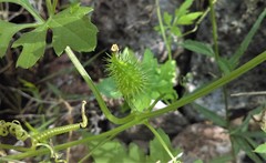 Cyclanthera dissecta