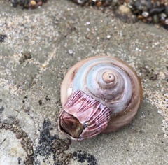 Tegula montereyi
