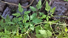 Cyclanthera dissecta