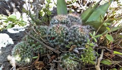 Mammillaria mathildae