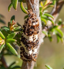 Scolioplecta comptana