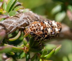 Scolioplecta comptana