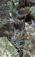 Tillandsia albida