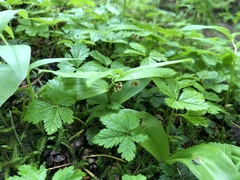 Streptopus streptopoides