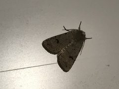 Caradrina kadenii