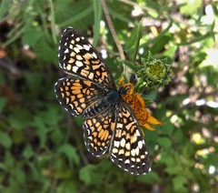 Phyciodes pallescens