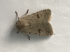 Caradrina kadenii
