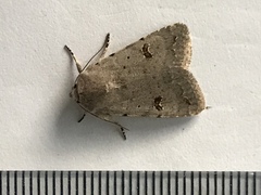 Caradrina kadenii