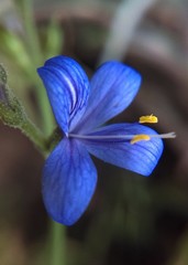 Carlowrightia parviflora