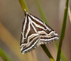 Dichromodes confluaria