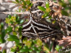 Dichromodes confluaria