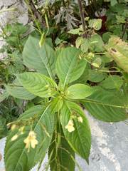 Impatiens parviflora