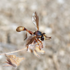 Physocephala marginata
