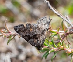 Dichromodes ainaria