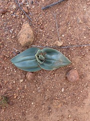 Colchicum albomarginatum