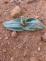 Colchicum albomarginatum