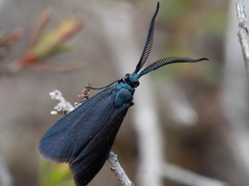 Myrtartona coronias (Meyrick, 1886)