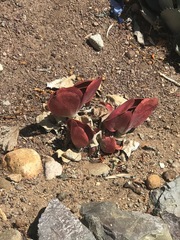 Kalanchoe luciae