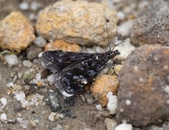 Heliothelinae