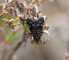 Heliothelinae