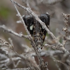 Heliothelinae
