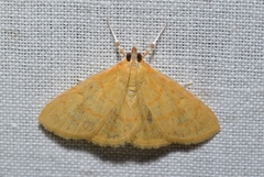 Ecpyrrhorrhoe puralis