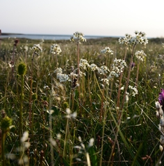 Micranthes nelsoniana