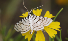 Conchylodes concinnalis