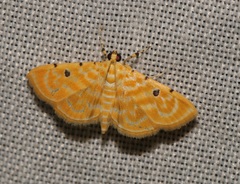 Notarcha aurolinealis