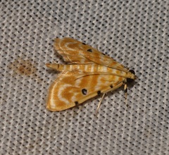 Notarcha aurolinealis