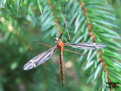 Tipula concava