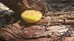 Tyromyces amarus