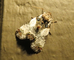 Cerma cerintha