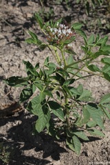 Polanisia dodecandra trachysperma