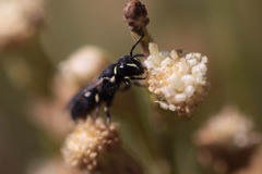 Hylaeus polifolii