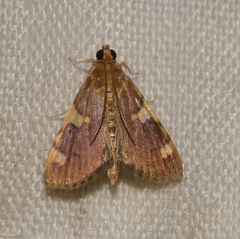 Rehimena phrynealis