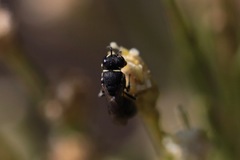 Hylaeus polifolii