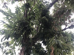 Castanea crenata