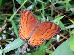 Junonia hedonia