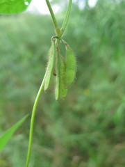 Glycine max soja