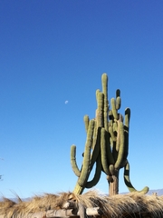 Trichocereus terscheckii